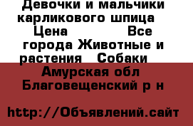 Девочки и мальчики карликового шпица  › Цена ­ 20 000 - Все города Животные и растения » Собаки   . Амурская обл.,Благовещенский р-н